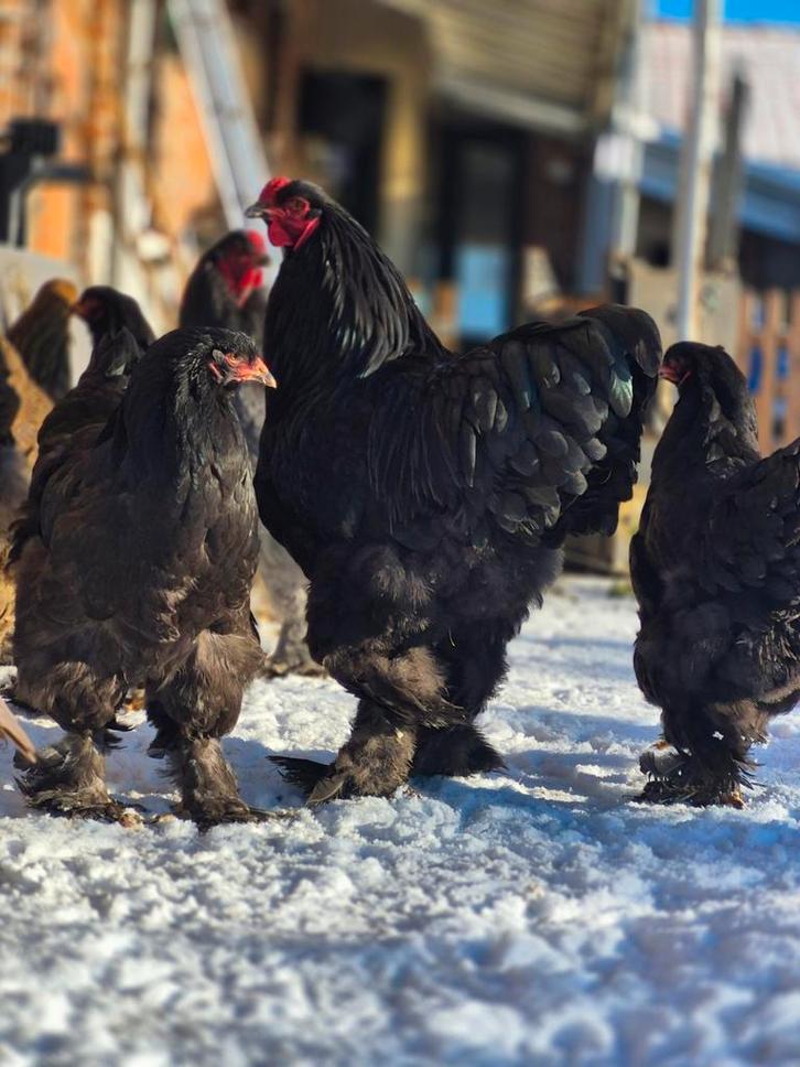 Kuikens brahma van af half februari (WACHTLIJST), Dieren en Toebehoren, Pluimvee, Kip, Meerdere dieren