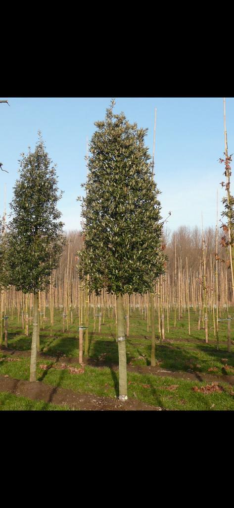 Quercus boom in pot, Tuin en Terras, Planten | Bomen, Overige soorten, 250 tot 400 cm, Volle zon, Lente, In pot, Ophalen