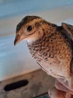 Verschillende Kwartels, Dieren en Toebehoren, Meerdere dieren, Geringd
