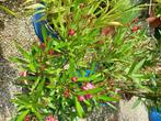 tuinplanten, Volle zon, Vaste plant, Zomer, Ophalen