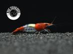 Red rilli neocaridina, Dieren en Toebehoren, Vissen | Aquariumvissen