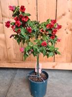 Abutilon op stam - terrasplant, Ophalen