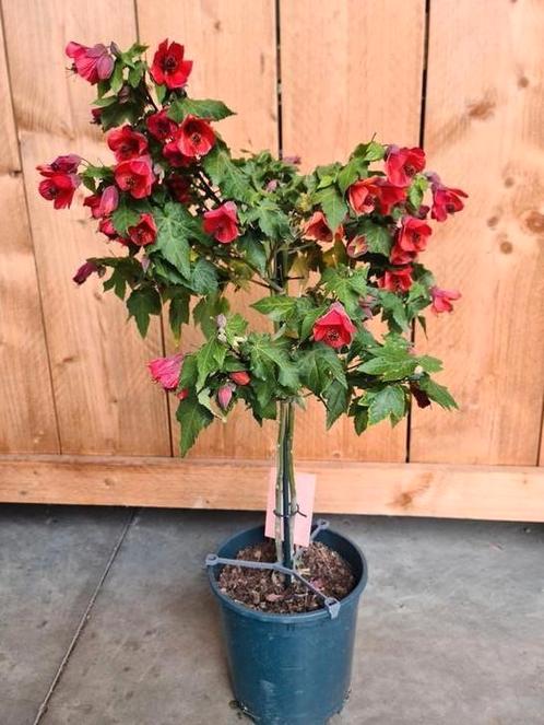 Abutilon op stam - terrasplant, Tuin en Terras, Planten | Bomen, Ophalen