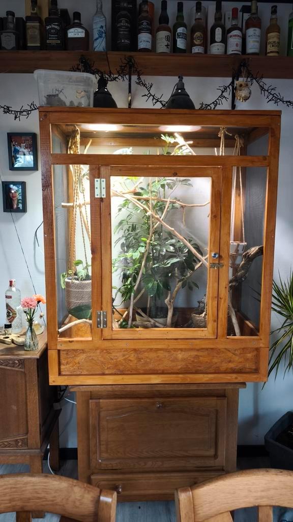 Flexarium met kameleon, Dieren en Toebehoren, Reptielen en Amfibieën, Overige soorten, 0 tot 2 jaar, Met terrarium, Tam