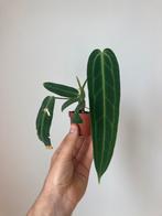 Anthurium warocqueanum, Ophalen