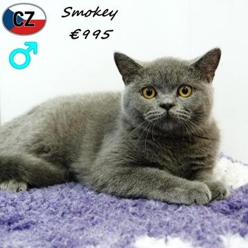 "Smokey" Britse Korthaar (Blauw) te koop beschikbaar voor biedingen
