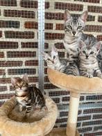 Kittens met stamboom, 0 tot 2 jaar, Gechipt, Poes