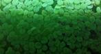 Drijfplant Salvinia Minima?, Enlèvement, Plante(s), Pierre ou Bois
