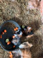 Cavia zeugjes, Décembre, Femelle