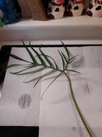 philodendron stekken, Huis en Inrichting, Kamerplanten, Groene kamerplant, Ophalen of Verzenden, Overige soorten