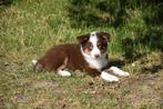 Chocolat Tricolor Border Collie pup, Dieren en Toebehoren, België, Reu, CDV (hondenziekte), 8 tot 15 weken