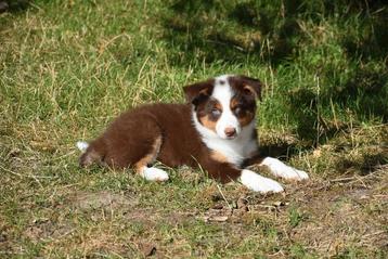 Chocolat Tricolor Border Collie pup  beschikbaar voor biedingen