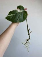 Monstera Deliciosa Variegata nr10, Huis en Inrichting, Kamerplanten, Ophalen of Verzenden