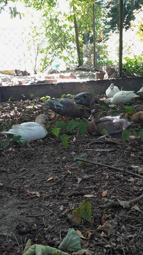 Kwakers, Dieren en Toebehoren, Pluimvee, Eend