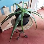 Prachtige kamerplant plant Aloe Vera, Huis en Inrichting, Kamerplanten, Minder dan 100 cm, Ophalen of Verzenden, In pot, Vetplant