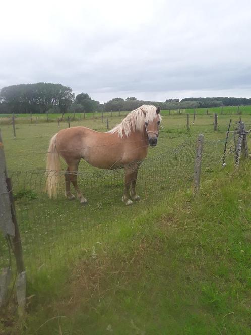 Paard merrie halflinger, Dieren en Toebehoren, Paarden, Merrie, Minder dan 160 cm, 11 jaar of ouder, Recreatiepaard