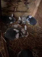 Hangoortjes, Dieren en Toebehoren, Konijnen, Meerdere dieren, Dwerg, Hangoor, 0 tot 2 jaar