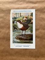Vogels van België Nr. 193 Waterspreeuw, Collections, Cartes postales | Animaux, Enlèvement ou Envoi