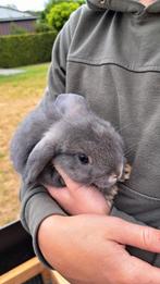 Hangoor konijnen, Dieren en Toebehoren, Konijnen, Meerdere dieren, Hangoor, 0 tot 2 jaar