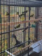 zwartkopsijzen 2025, Dieren en Toebehoren, Meerdere dieren