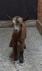 Mooie jonge moeder met lammetje.