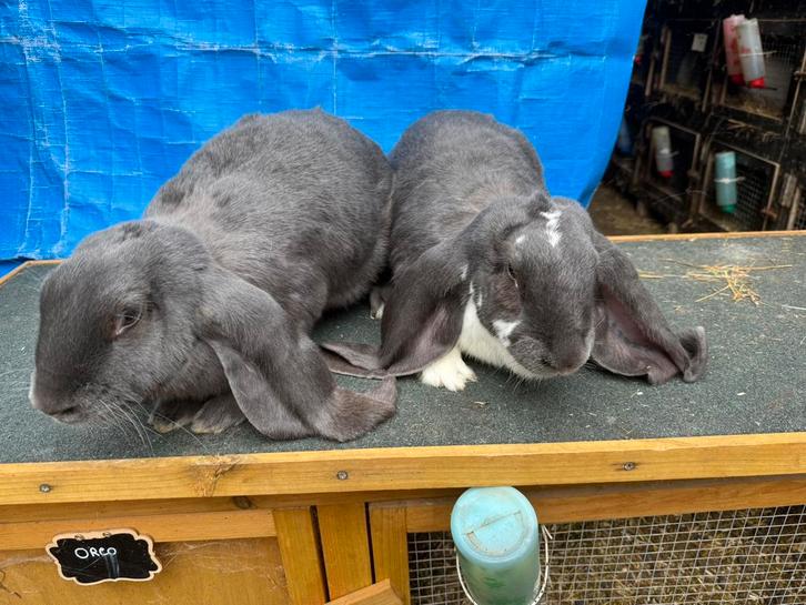 Engelse hangoor voedsters, Dieren en Toebehoren, Konijnen, Groot, Vrouwelijk, 0 tot 2 jaar, Hangoor