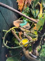 Gastropholis prasina mal de deux ans ( mâle, Dieren en Toebehoren, Reptielen en Amfibieën | Toebehoren, Ophalen
