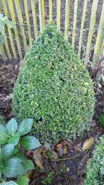 buxus, Ophalen