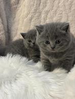 Mooie Britse korthaar kittens Blauw, Gechipt, Meerdere dieren, 0 tot 2 jaar