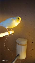 4 gele Mozaïek poppen, Dieren en Toebehoren, Vogels | Kanaries