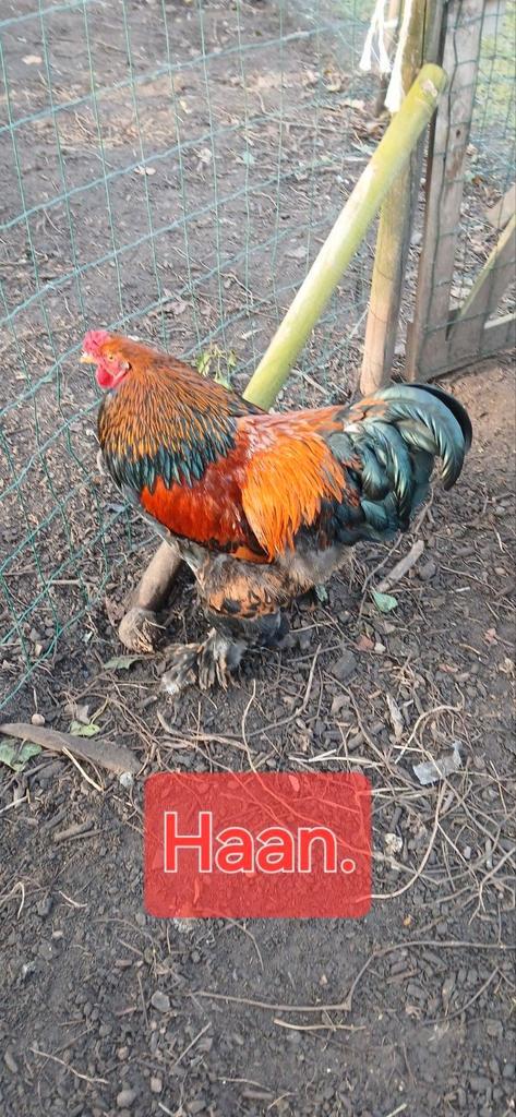 Broedeieren legkippen, en brahma's., Dieren en Toebehoren, Pluimvee, Kip, Geslacht onbekend