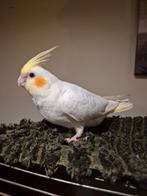 Drie volledig tamme lutino mannen., Dieren en Toebehoren, Vogels | Parkieten en Papegaaien, Mannelijk, Parkiet, Geringd