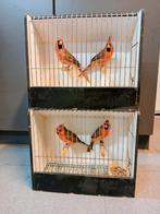 rode kardinaal man, Dieren en Toebehoren, Ophalen of Verzenden