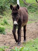Jonge ezels, Dieren en Toebehoren, Paarden, Hengst, Gechipt