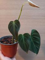 Philodendron splendid, Huis en Inrichting, Ophalen of Verzenden