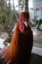 animaux en peluche et oiseaux : poulets, coq, autruche, etc., Collections, Animal de ferme, Animal empaillé, Enlèvement ou Envoi