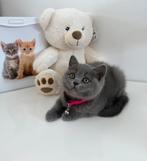 Britse Korthaar Kitten (laatste van de nest), Dieren en Toebehoren, Poes, Gechipt, 0 tot 2 jaar