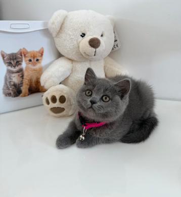 Britse Korthaar Kitten (laatste van de nest) beschikbaar voor biedingen