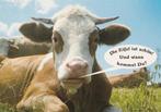 KOE  ZUID-EIFEL, Verzamelen, Postkaarten | Dieren, Verzenden, Ongelopen, Overige soorten