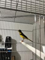 Canaris Raza, Enlèvement ou Envoi