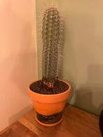 Cactus, Huis en Inrichting, Kamerplanten, Ophalen, Cactus