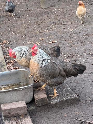 Broedeieren kruising Leghorn zilverpatrijs x groenlegger, Sexe inconnu, Poule ou poulet