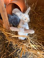 Nederlandse hangoortjes, Dieren en Toebehoren, Konijnen, Meerdere dieren, Dwerg, Hangoor, 0 tot 2 jaar