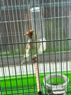 Chardonnerets Femelle Isabelle, Dieren en Toebehoren, Ophalen