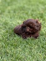 Shih Tzu pups, België, Overige rassen, CDV (hondenziekte), 8 tot 15 weken