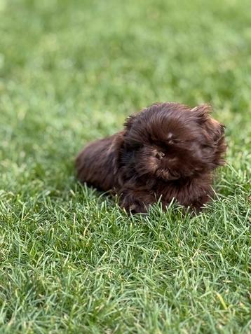 Shih Tzu pups beschikbaar voor biedingen