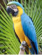 Blauw gele ara, Dieren en Toebehoren, Vogels | Overige Vogels, Meerdere dieren