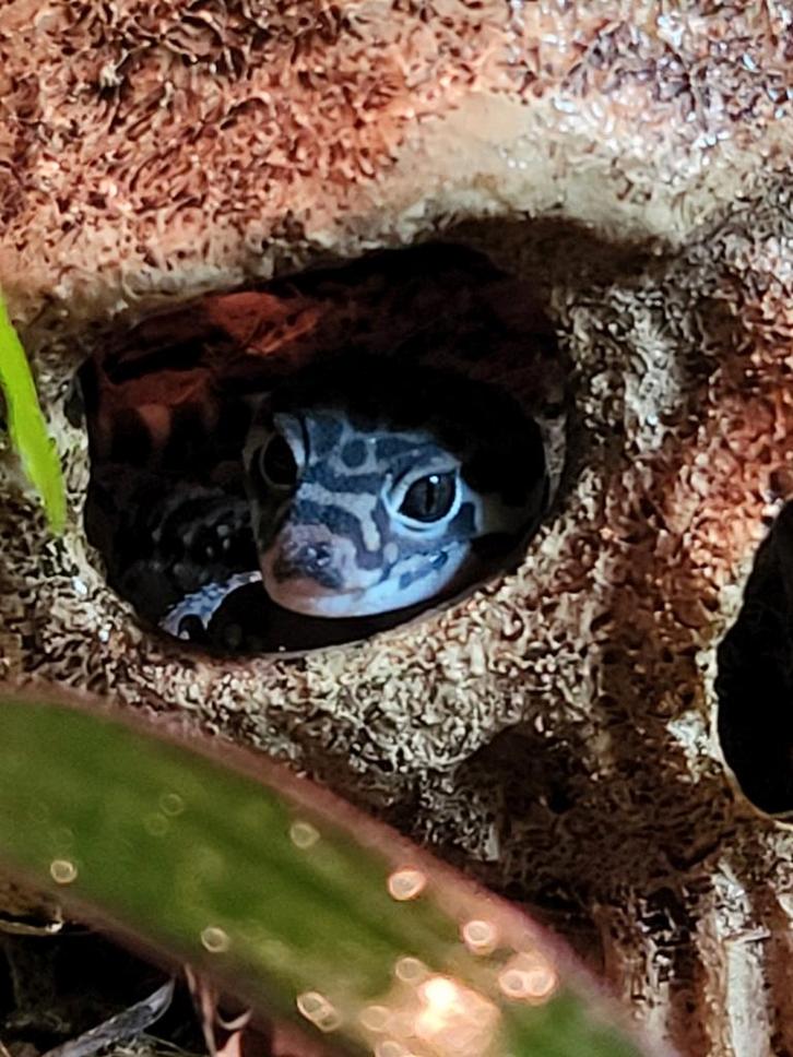 Bevruchte eieren gecko, Dieren en Toebehoren, Reptielen en Amfibieën