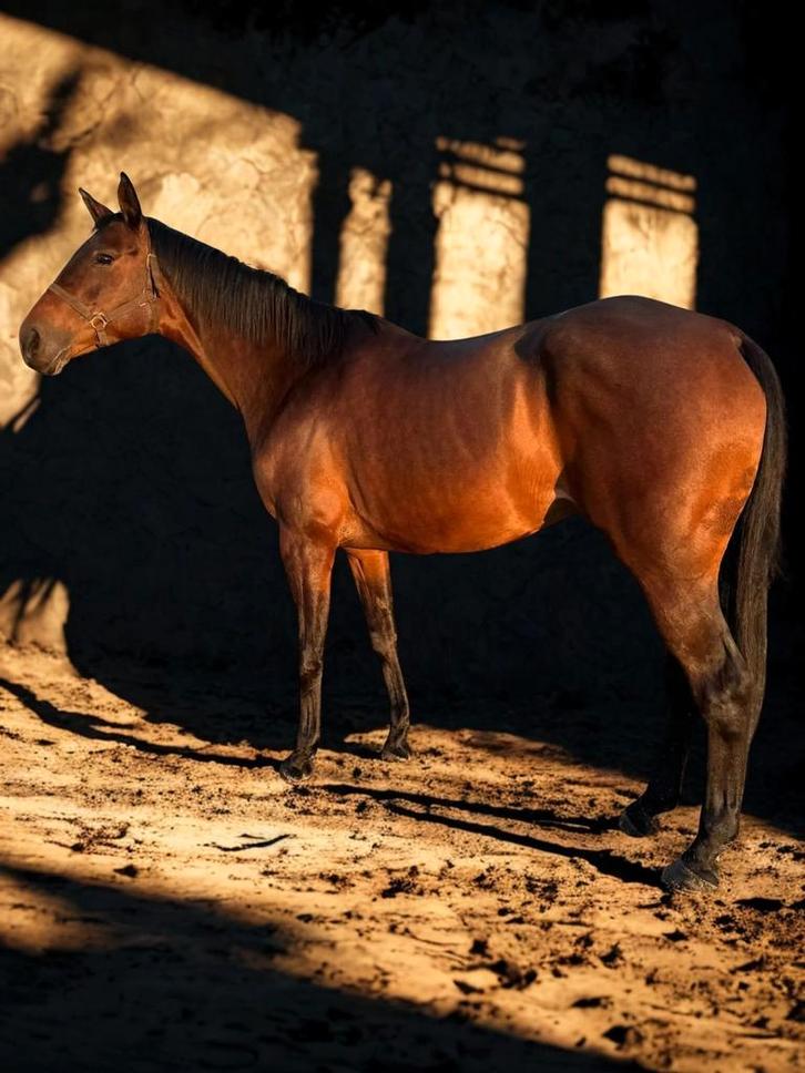 Jument 9ans pp obstacle/dressage/complet, Animaux & Accessoires, Chevaux, Jument, Débourré, 170 à 175 cm, 7 à 10 ans, Avec pedigree