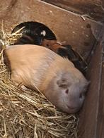 Te koop, jonge cavia's, Dieren en Toebehoren, Knaagdieren, Cavia, Juli, Meerdere dieren, Tam